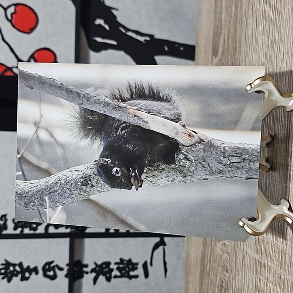 4x6 Cute Black Squirrel Eating in‎ a Tree Oil Painting Art Photography Print - Picture 4 of 4